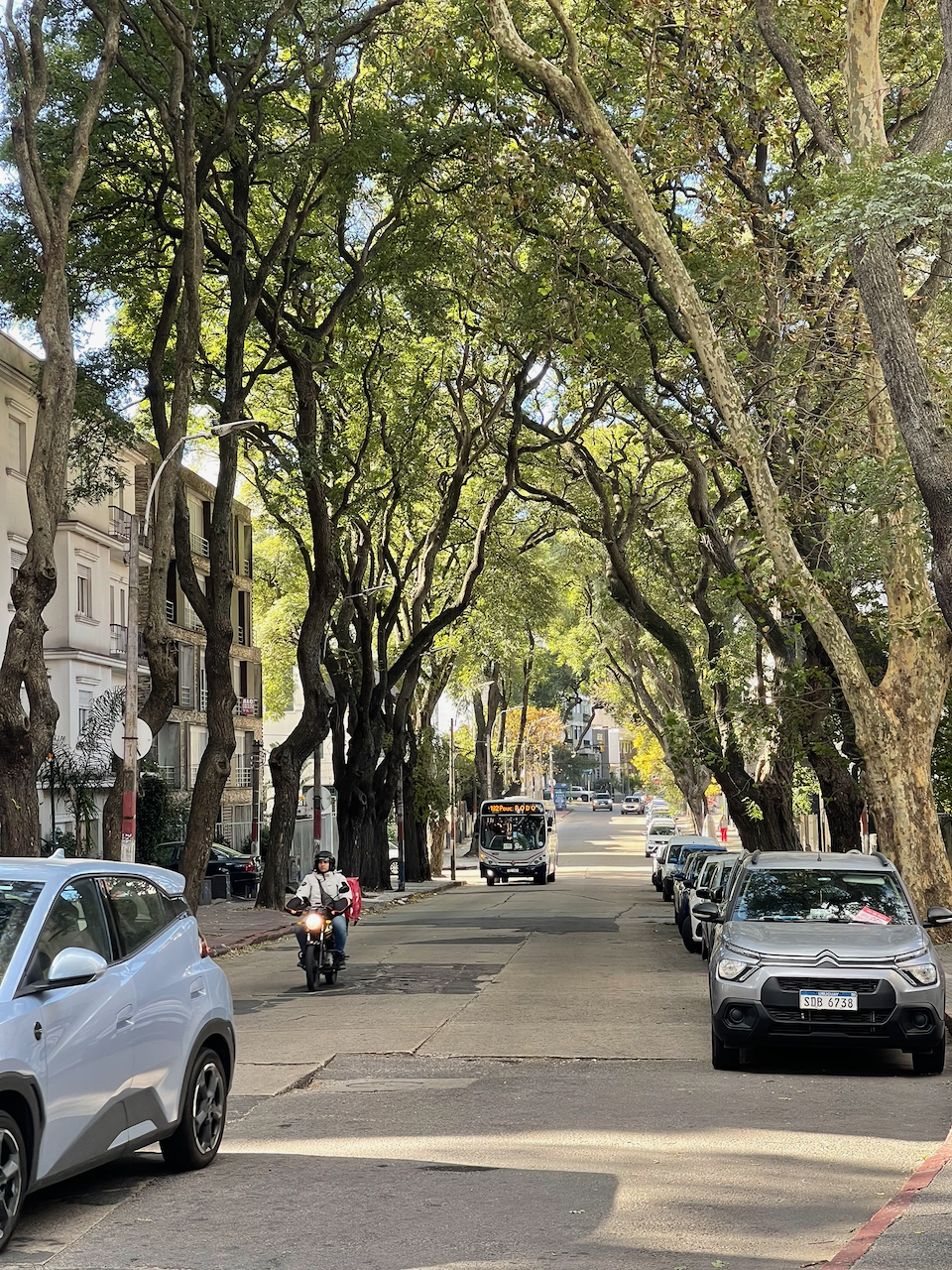 A tree-lined Montevideo street in May 2026
